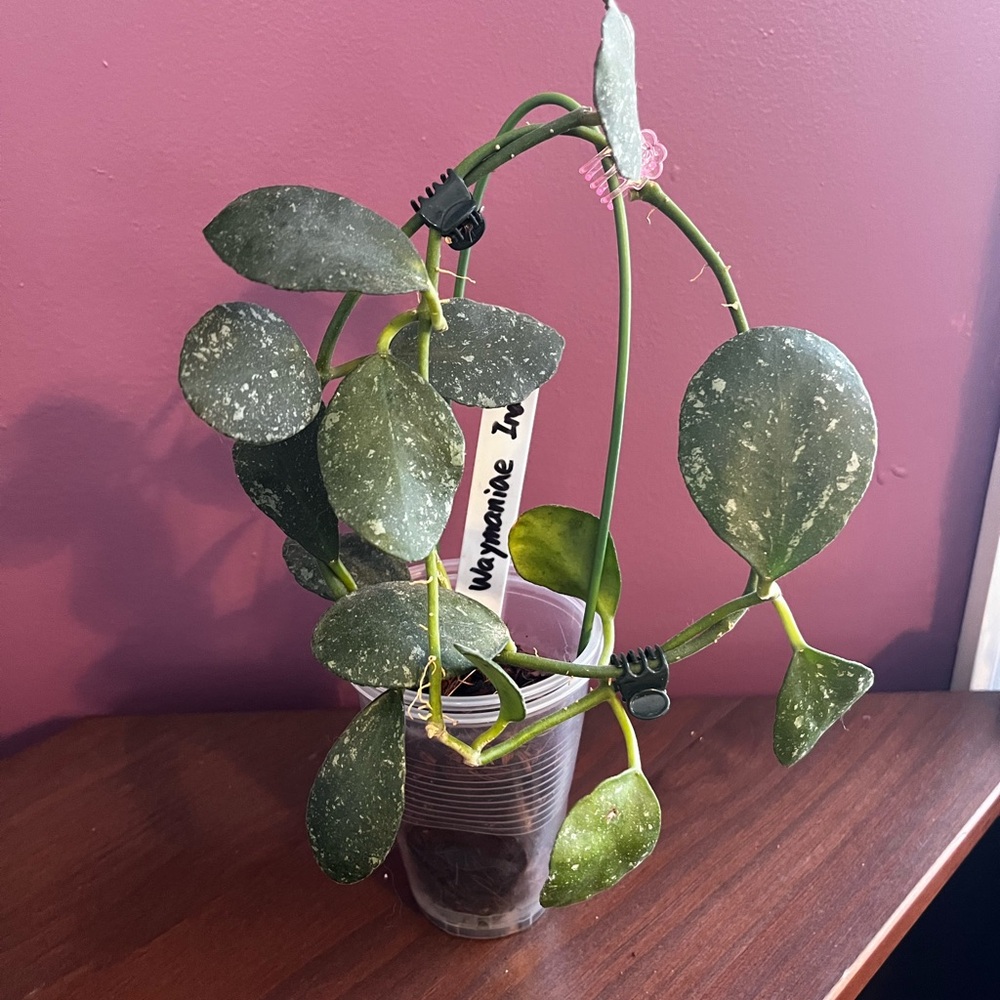 Hoya Waymaniae Indonesia